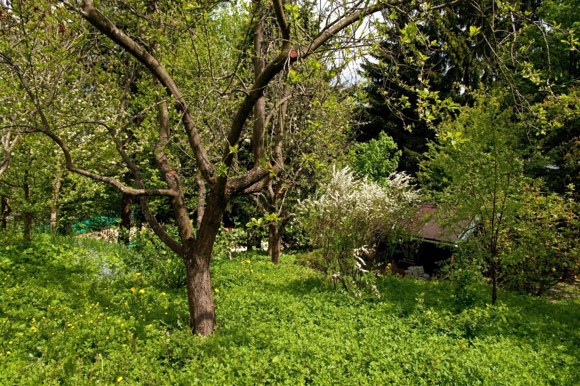 Ferienwohnungen Lindenhof Willingen  Exteriör bild